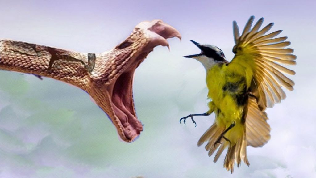 Passarinho que mata cobra coral